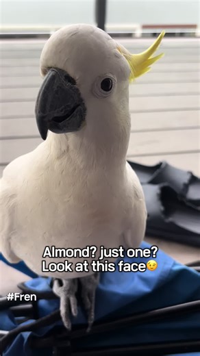 Wild Parrots Jumping for Almonds: A Fun Encounter