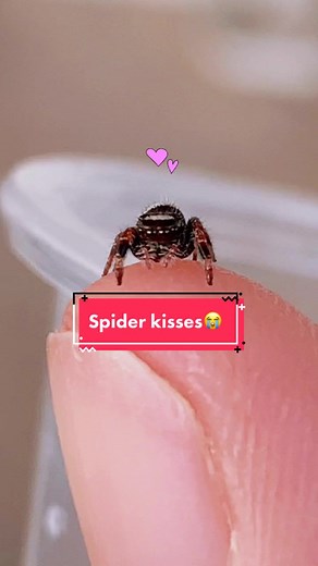 Heartwarming Moment with Opal's Baby Spider Kisses