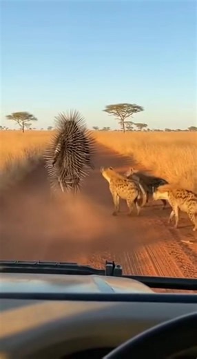 Cactus Man: A Unique Horror Experience