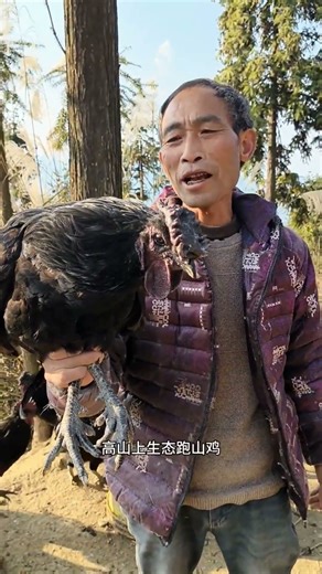 easy ways to catch chickens #chickenfarming