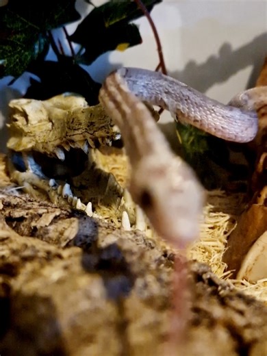 slithering away .... #snake #cornsnake #slither #snakesoftiktok #curious #curioussnake