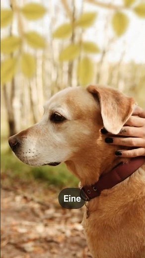 🎥 3 einfache Tipps für besseren Videoschnitt mit Stages