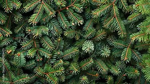 Green pine needles cover the branches of a coniferous tree