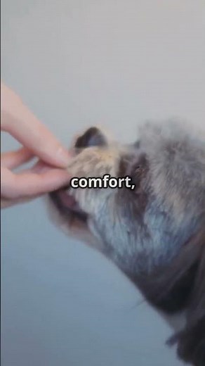 The Science Behind Dog Imprinting