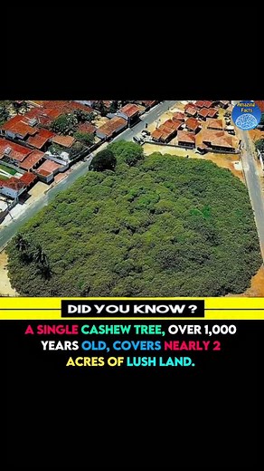 The value of one Tree 🌲 | amazing facts