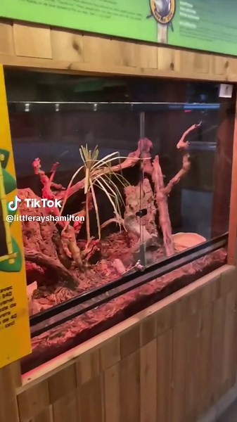 The Loud Calls of the Tokay Gecko