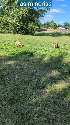 La familia ingals era una serie de cuando era muy pequeño. Era como los Flanders de los Simpsons 🤣. Toda la familia muy buenita y no sería el caso de los míos que son como Nelson de los Simpsons 🤣 #viral #parati #fypシ #comedy #comedia #humor #pets #instagram #meta #google #tiktok #petsoftiktok #dogs #fyp #vet #animals #gym #fitness #2025 @hartl.sportswear #hartl https://hartl.us https://hartl.ar alias hartl6 y se agradece un millón por vernos | Marcelo Hugo Heredia Hartl