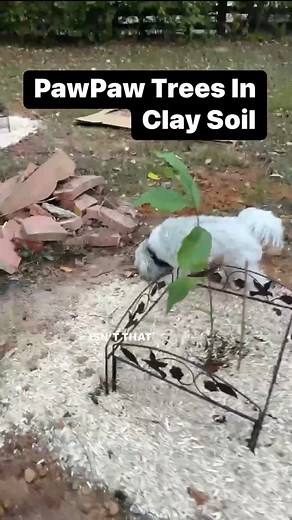 20K views · 1.5K reactions | PawPaw Tree Fall Planting #fallplanting #pawpaw #treeplanting #trees #fruittree #fallfun #fallfestivals #transplanting #Zone6 #growfood #gardener | GroLeafy with Alethea | Facebook