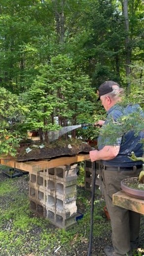 Magical Metasequoia bonsai forest✨ Under the precious care of its bonsai master @davideasterbrookbonsai 🚿 #bonsai #bonsaiforest #bonsaitrees #bonsaimaster #bonsaisociety #plants #forest #forest #easterbrook #davideasterbrook #gardening #japan #art #asmr | Bonsai Society