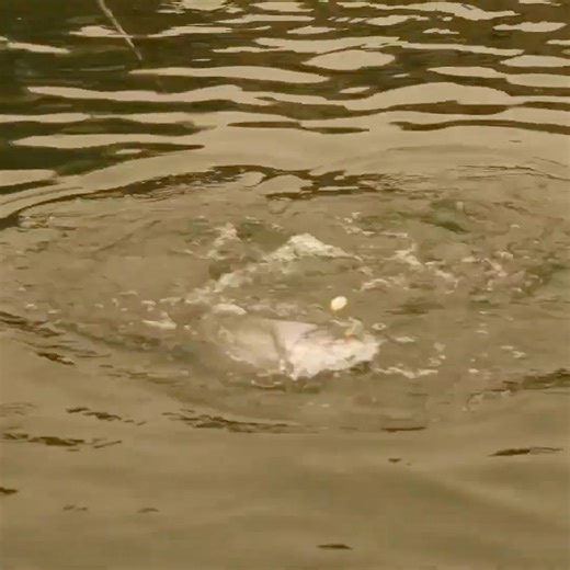 A crazy battle between Steve, a giant King Salmon and a Sea Lion. Oregon Coast fishing during wildfire season. | Addicted Fishing