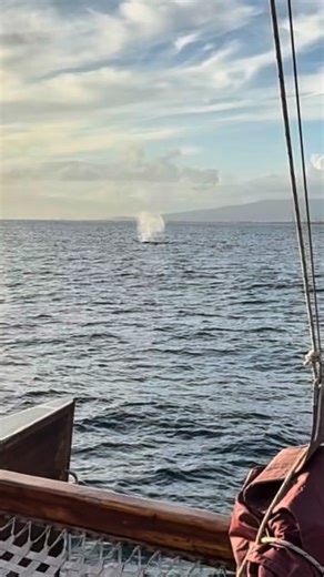 Indigenuity Productions on Instagram: "The koholā have returned for the makahiki season and to celebrate the holidays 🐋❤️🎉 #humpbackwhale #kamoauli #sailing #sunsets #holidays #thingstodowaikiki"