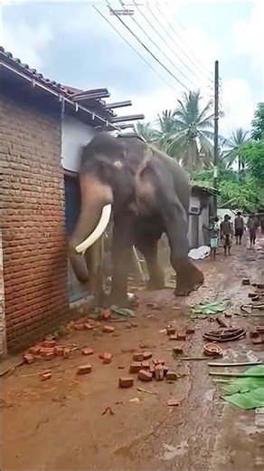 How One Elephant Could Save Humanity