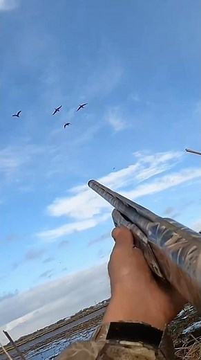 I just wanted one at out this small groups ! #goosehunting #duckhunting #waterfowl ‪@bossshotshells‬