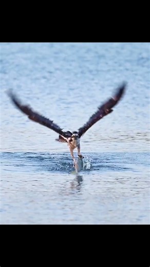 Spectacular footage of an osprey catching a fish.