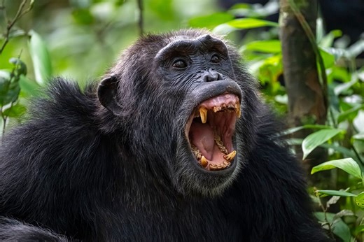 A massive once-in-500-years chimpanzee civil war has broken out | BBC Science Focus Magazine