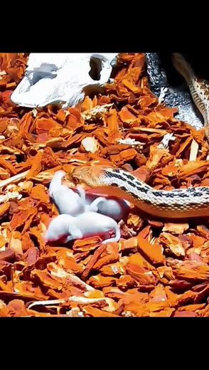 Snake Feeding on White Rodent in Natural Habitat
