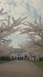 366 reactions · 20 shares | Are you looking for your own slice of bliss? Capture that perfect moment with cherry blossoms in Lithuania!  | Lithuania Travel | Facebook
