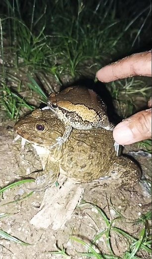 Amazing frogs with funny jumping complications | frogs make you laugh🐸😁#frog #funny #animals