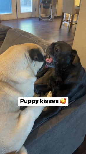 4.9K views · 44 reactions | They love each other… | Olivia | Facebook