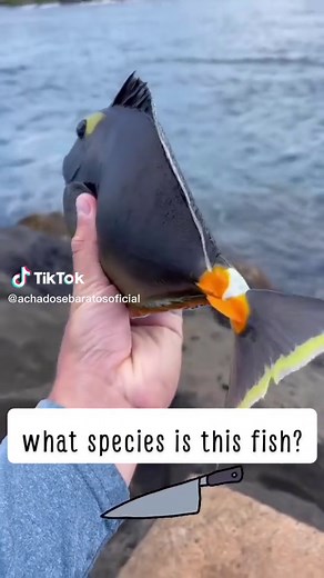 Identifying Unique Fish Species with Striking Features