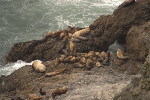 Wildlife officials struggle to control sea lion population in Columbia River