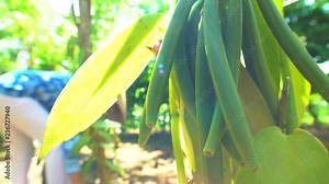 Male picking scented vanilla spice pods in Rainforest plantation Java