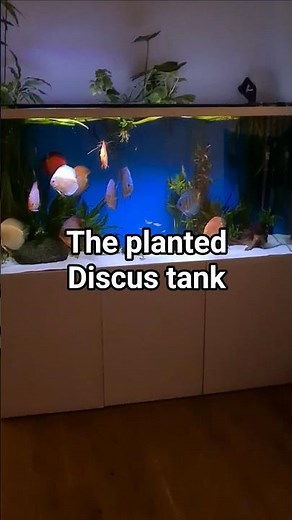 A superb planted discus aquarium.