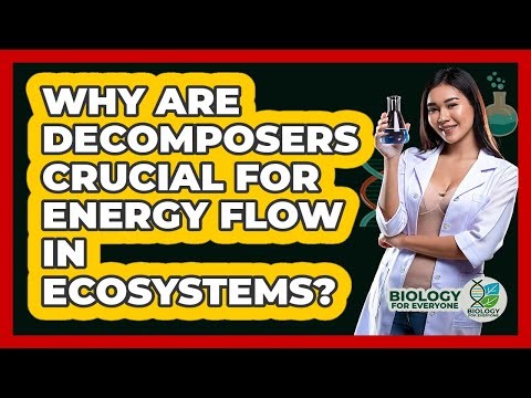 Why Are Decomposers Crucial For Energy Flow In Ecosystems? - Biology For Everyone