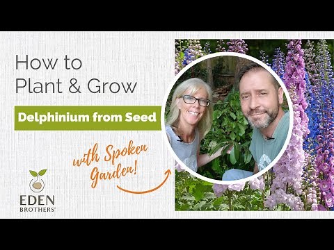 How to Plant and Grow Delphinium from Seed