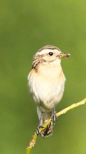 Whinchat (Saxicola rubetra): The Whinchat is easily recognized by its bold white eye stripe and mottled brown upperparts, giving it a striking appearance. It is a long-distance migrant, breeding in Europe and western Asia but wintering in tropical Africa, traveling thousands of kilometers each year. Whinchats hunt insects using a "perch and pounce" method—sitting on low plants, spotting prey, then swooping down to catch it. They prefer open landscapes like meadows, heathlands, and pastures with 