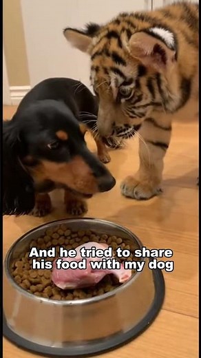 My Dachshund Adopted A Tiger... Then They Were Separated