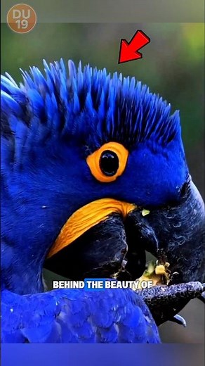 Hyacinth Macaw Beak Strength: One of the Strongest in the Bird World!