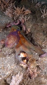 Caption this video! 🦀💪🐙 “A Claws for Concern!” 🎥: @mr.seaoctopus 🦀 Get this… In addition to their sharp beaks, octopus commonly drill a hole into the eye of a crab releasing venom to paralyze them. Injection of venomous saliva into the punctured eye of the crab is the most rapid and effective route of entry for cephalopod toxins! ☠️ Researchers always wondered how the octopus was able to immobilize strong crabs so quickly...whelp, apparently the eye is the trick! If ya read this far, commen