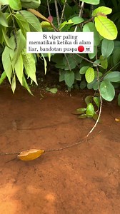 267K views · 1.6K reactions | Sepintas si viper paling berbahaya ini mirip ular sanca bodo #ular #snake #reptile | Robby Nm | Facebook