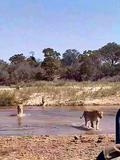 This is a Safari experience of a lifetime! Witness the spectacular moment a Lioness hunts Nyala for a Pride of 17 Lions . 😮😮🙌🙌😳😳😳👏🏽👏🏽👏🏽. #elleafricasafari #elleafricasafaris #safari #gamedrive #wildlife #africanwildlife #lions #lion