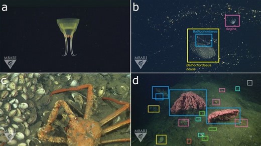 FathomNet: A global image database for enabling artificial intelligence in the ocean - Scientific Reports
