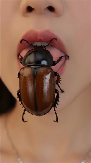 Asmr /Bark beetle #virtualbites
