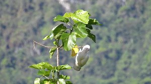 6.3K views · 93 reactions | While we are busy, there is someone who is having fun in Seram island. Moluccan cockatoo | Birding Indonesia | Facebook