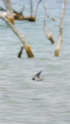 25K views · 180 reactions | African Tiger Fish  | Merchant Navy | Facebook