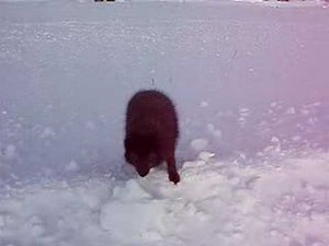 Shemya AK, Blue Fox "Scruffy" Encounter