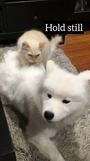 659K views · 10K reactions | Poppet and her double standards 藍 Poor Sam the cat was used as a meow pillow but shouldn’t use Poppet as a pin cushion  | Poppet and the Wolf Pack | Facebook