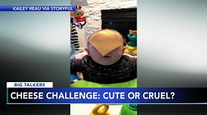 Throwing cheese at babies, 'cheese challenge' draws controversy