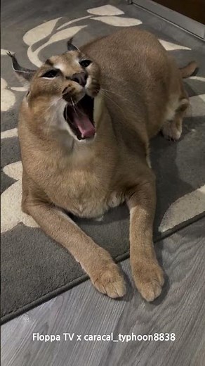 Floppa Typhoon Kerr!? #каракал