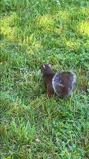 Squirrel Parkour: Gravity-Defying Jumps Caught on Camera!