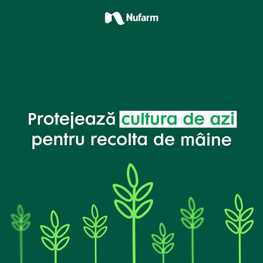 Alege pachetul Saracen Delta și Grounded pentru culturi curate, fără buruieni! Erbicidul Saracen Delta împreună cu adjuvantul Grounded sunt cea mai eficientă soluție pentru combaterea buruienilor dicotiledonate din culturile de cereale păioase (grâu, orz, secară și triticale)! | Nufarm Crop Protection România