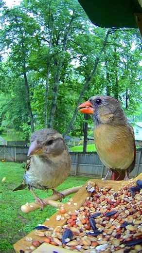 Backyard Cardinal at the Bird Feeder: Simple Birdwatching Moment