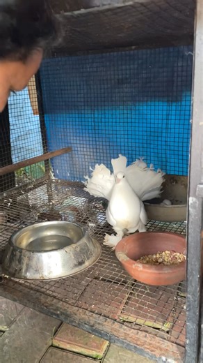 കുറുമ്പി അവളുടെ കൂട്ടിൽ നിന്ന് ഒരു സാധനം എടുകാൻ പറ്റില്ല 😱#pigeons #fantailpigeon #kabootar