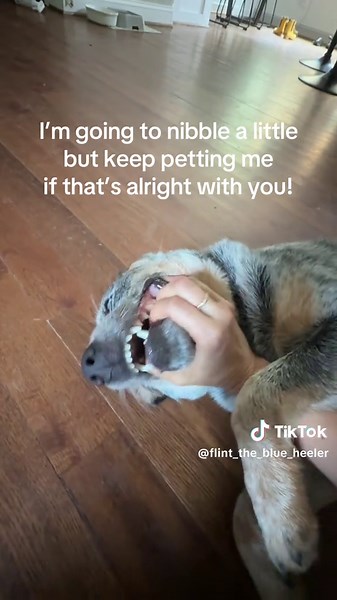 Playful Blue Heeler Puppy Nibbles During Pets