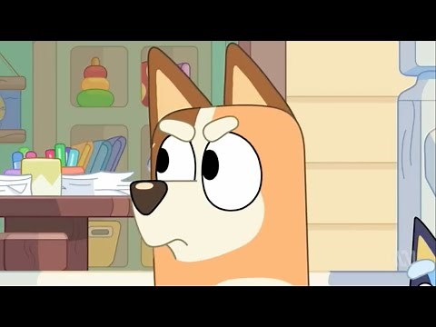 BEST Chilli Heeler MOMENTS!