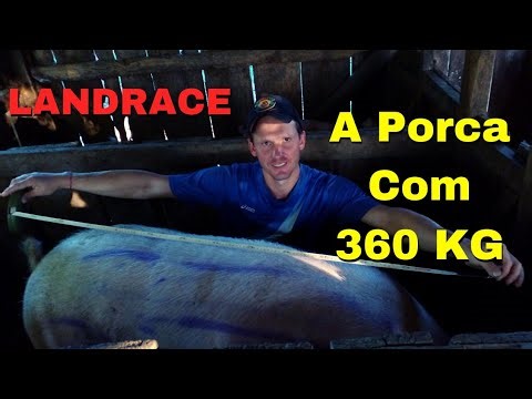 Como pesar Porco com Fita Métrica:A Porca de 360 kg..